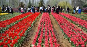 Picture of Package Amazing Kashmir Tulip Festival Package 5 Days & 4 Nights